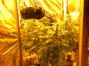 clone rotation LSD seed crop! 010.jpg