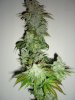 sk#1 + buddah tahoe cut 9wks 011.jpg