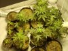 first grow 127.jpg