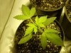 first grow 187.jpg