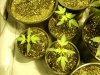 first grow 183.jpg