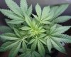 cannabis-indica-plant-perfect-leaves.jpg