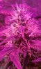 thegrow0189.jpg