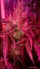 thegrow0231.jpg