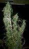 thegrow0240.jpg