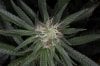 Qush_Q3_Day35_topflower.jpg