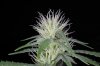 DairyQueen_DQ4_Day35_flowercloseup.jpg