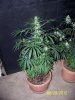 Grow 3 t 001.jpg