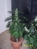 Grow 3 t 007.jpg