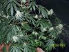 Grow 3 t 005.jpg