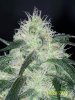 Grow 3 t 009.jpg