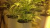 supersoilgrow 020.jpg