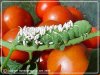 TomatoWormEggsRxBC-245.jpg