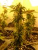 29 days flower from clone003.jpg