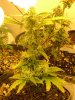 29 days flower from clone005.jpg