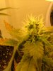 29 days flower from clone008.jpg