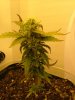 29 days flower from clone011.jpg