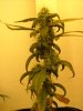 29 days flower from clone012.jpg