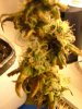 29 days flower from clone016.jpg