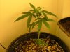 29 days flower from clone015.jpg