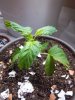 sept pt 2 grow 008.jpg