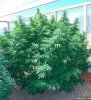 Greenhouse_G_D_P_x_AK-47_in_Flowering.jpg