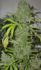 TrainXSweettoothHarvest2_22_04.jpg