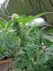 Flower Day 21_6.jpg