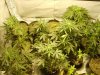 first grow 208.jpg