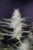 DairyQueen_DQ4_Day50_sideflower.jpg