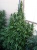 Thin Mint GSC flower plant.jpg