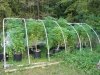 hoophouse September 8 2012.jpg