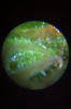 JV86 Main Cola Trichomes .PNG