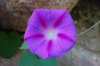 20120922_MorningGlory.jpg