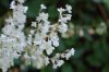 20120922_SmallWhiteFlower.jpg