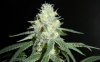 Sour Grape1 day 35 3.jpg