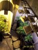 400 W greenpower hps vs 132 Watt crap leds.jpg