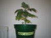 Grow pics - Wk 2 002.jpg