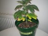 Grow pics - Wk 2 003.jpg