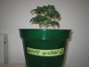 Grow pics - Wk 2 004.jpg