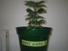 Grow pics - Wk 2 006.jpg