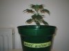 Grow pics - Wk 2 007.jpg