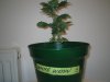 Grow pics - Wk 2 008.jpg