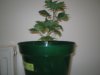 Grow pics - Wk 2 009.jpg