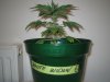 Grow pics - Wk 2 010.jpg