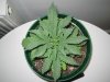 Grow pics - Wk 2 011.jpg