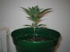 Grow pics - Wk 2 012.jpg