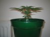 Grow pics - Wk 2 013.jpg