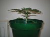 Grow pics - Wk 2 014.jpg