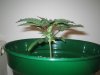 Grow pics - Wk 2 016.jpg